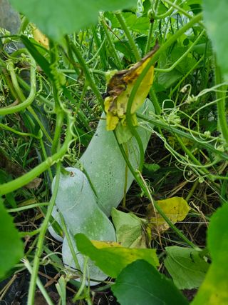 똘이나무꾼님의 농사, 무엇이든 물어보세요! · 참여글 작성글 사진