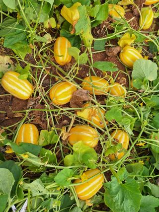 김광수님의 자유주제 · 자유게시판 작성글 사진