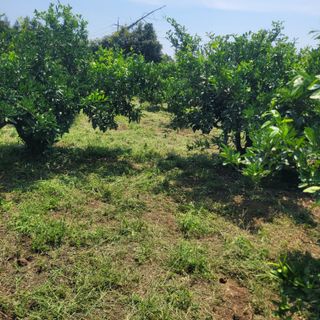 서귀포달코롬감귤농원님의 귤 · 일상 작성글 사진