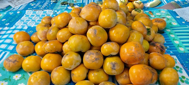 김용웅님의 장터 판매 상품 [조완.태추 5kg] 첨부 사진