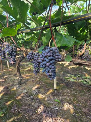 영천님의 자유주제 · 자유게시판 작성글 사진