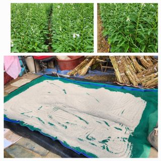 낙엽교목류16796님의 농사, 무엇이든 물어보세요! · 참여글 작성글 사진