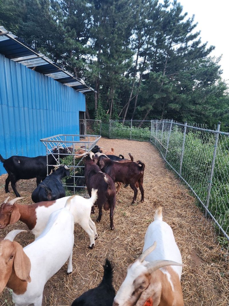 염생이아빠님의 장터 판매 상품 [갈색보어종모 분양] 첨부 사진