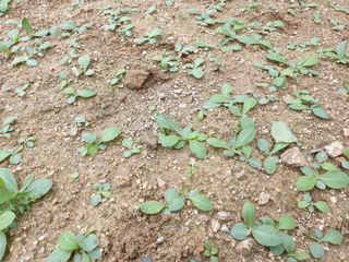 서씨농장님의 작성글 사진