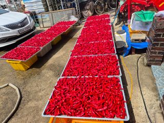 사천시향촌동 돼지띠님의 자유주제 · 자유게시판 작성글 사진