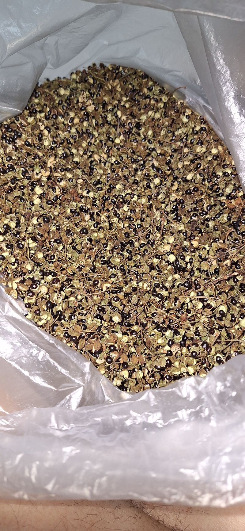 노루목 농장님의 장터 판매 상품 [생 제피 열매(1kg60,000원)] 첨부 사진