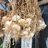 팜모닝 자유주제·자유게시판 게시글 이미지