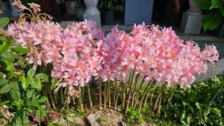 삼례텃밭지기님의 자유주제 · 자유게시판 작성글 사진