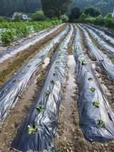 팜모닝 자유주제·자유게시판 게시글 이미지