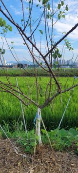 팜모닝 농사, 무엇이든 물어보세요!·참여글 게시글 이미지