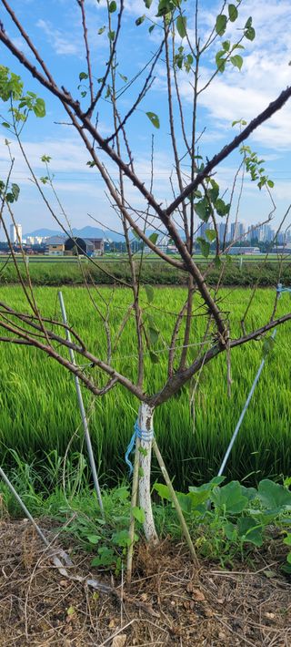살구15128님의 농사, 무엇이든 물어보세요! · 참여글 작성글 사진