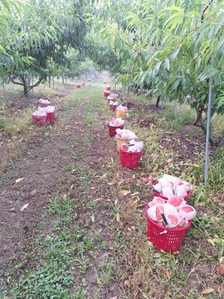 욕심내지말자님의 복숭아 · 자유게시판 작성글 사진