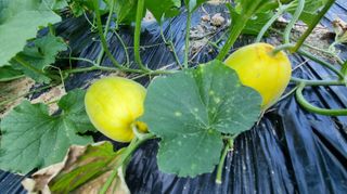 아침농원님의 자유주제 · 자유게시판 작성글 사진