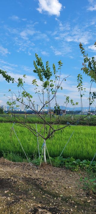살구15128님의 농사, 무엇이든 물어보세요! · 참여글 작성글 사진