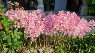 삼례텃밭지기님의 자유주제 · 자유게시판 작성글 사진