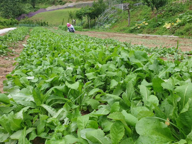 서씨농장님의 장터 판매 상품 [고들빼기1kg] 첨부 사진