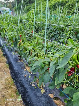 진주상의님의 농사, 무엇이든 물어보세요! · 참여글 작성글 사진