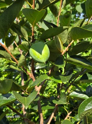 이세순님의 농사, 무엇이든 물어보세요! · 참여글 작성글 사진