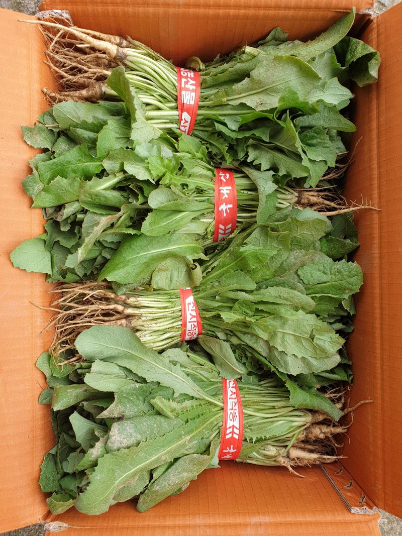 장터 상품 [고들빼기1kg] 썸네일