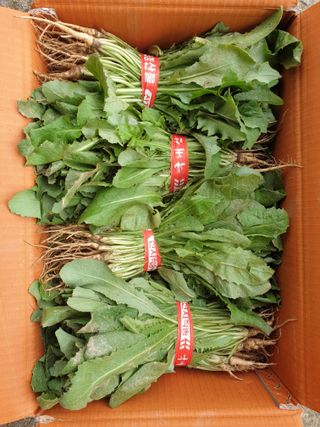 서씨농장님의 작성글 사진