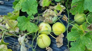 아침농원님의 자유주제 · 자유게시판 작성글 사진