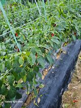 팜모닝 농사, 무엇이든 물어보세요!·참여글 게시글 이미지