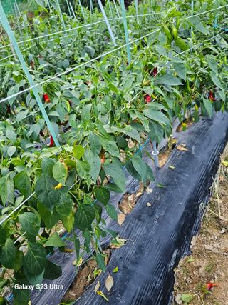 진주상의님의 농사, 무엇이든 물어보세요! · 참여글 작성글 사진