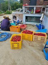 팜모닝 자유주제·자유게시판 게시글 이미지