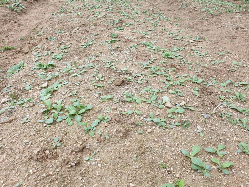 서씨농장님의 장터 판매 상품 [고들빼기1kg] 첨부 사진