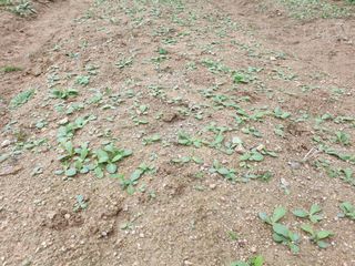 서씨농장님의 작성글 사진