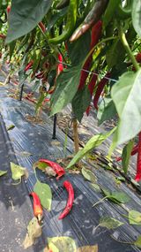 팜모닝 자유주제·자유게시판 게시글 이미지