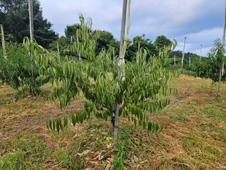 폼만농부님의 자유주제 · 자유게시판 작성글 사진