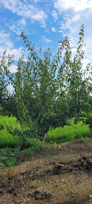 살구15128님의 농사, 무엇이든 물어보세요! · 참여글 작성글 사진