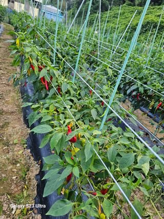 진주상의님의 농사, 무엇이든 물어보세요! · 참여글 작성글 사진