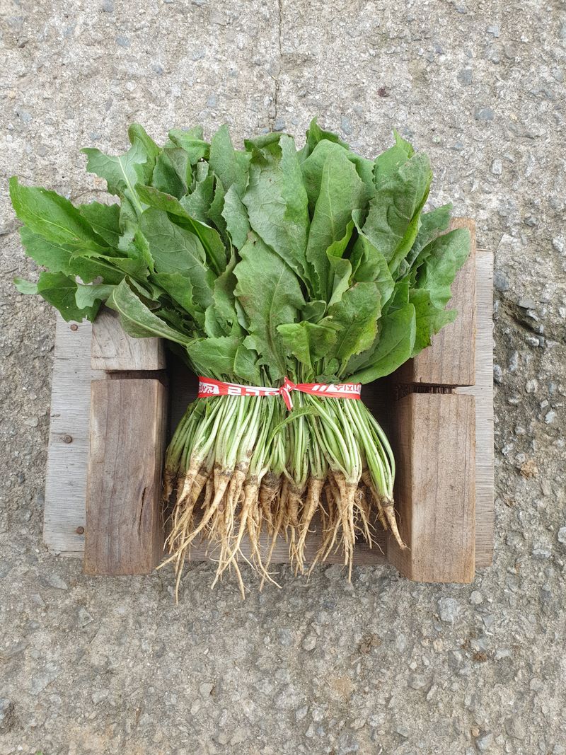 서씨농장님의 장터 판매 상품 [고들빼기1kg] 첨부 사진