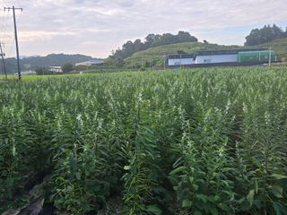 석송호두농원님의 자유주제 · 자유게시판 작성글 사진