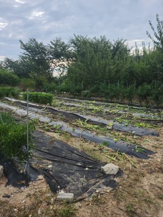 두릅나무님의 자유주제 · 자유게시판 작성글 사진