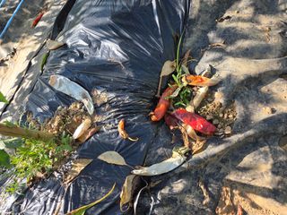 안학성님의 농사, 무엇이든 물어보세요! · 참여글 작성글 사진