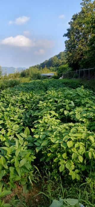 초보퍼머5도2촌준비님의 자유주제 · 자유게시판 작성글 사진