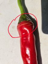 팜모닝 자유주제·자유게시판 게시글 이미지