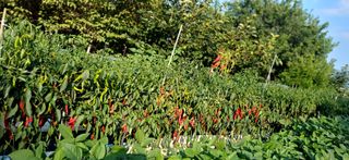 초보퍼머5도2촌준비님의 자유주제 · 자유게시판 작성글 사진