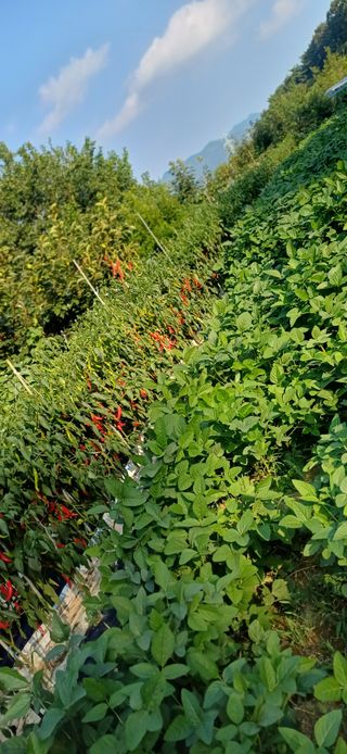 초보퍼머5도2촌준비님의 자유주제 · 자유게시판 작성글 사진