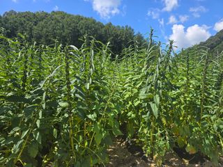 석송호두농원님의 자유주제 · 자유게시판 작성글 사진