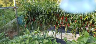 초보퍼머5도2촌준비님의 자유주제 · 자유게시판 작성글 사진