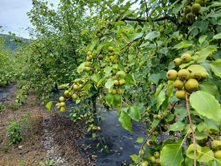서영선님의 농사, 무엇이든 물어보세요! · 참여글 작성글 사진