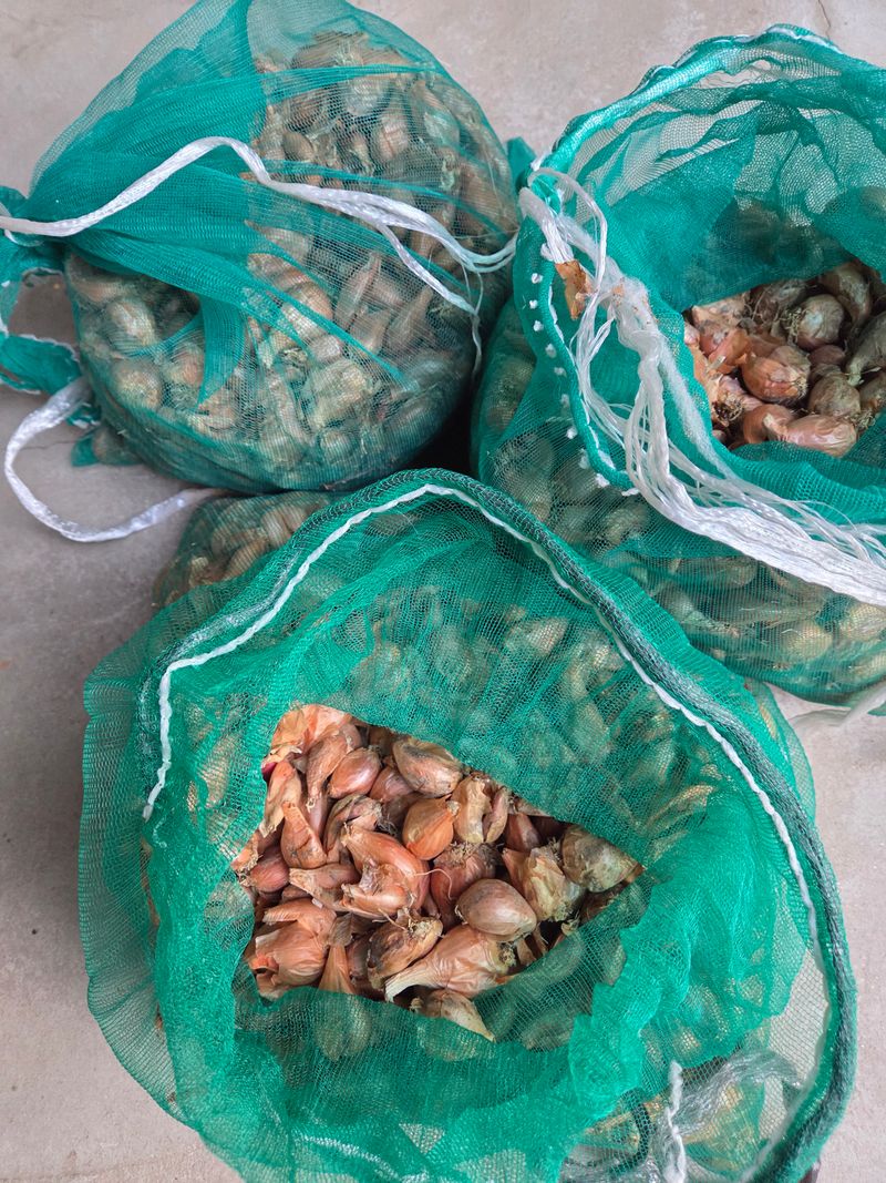 장터 상품 [쪽파씨 7kg] 썸네일