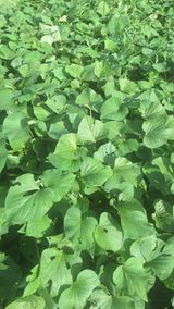 팜모닝 자유주제·자유게시판 게시글 이미지