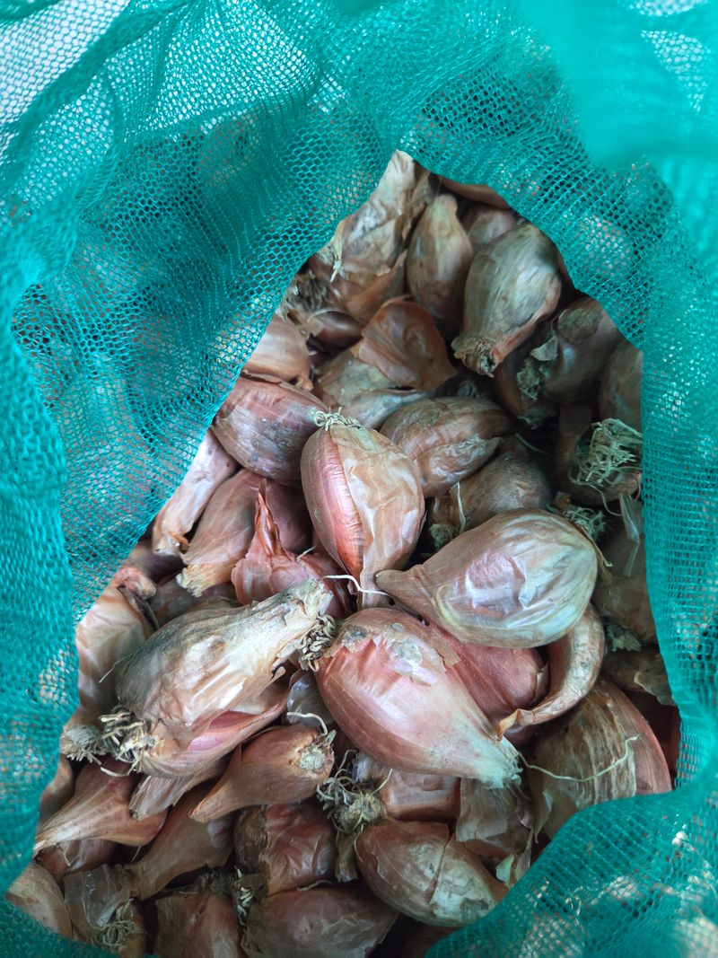 당근이지요님의 장터 판매 상품 [쪽파씨 7kg] 첨부 사진