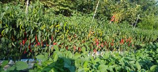 초보퍼머5도2촌준비님의 자유주제 · 자유게시판 작성글 사진