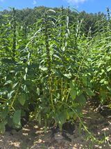 팜모닝 자유주제·자유게시판 게시글 이미지